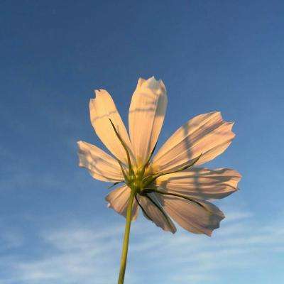 大只500注册下载截图